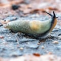 What is slug in wordpress seo?